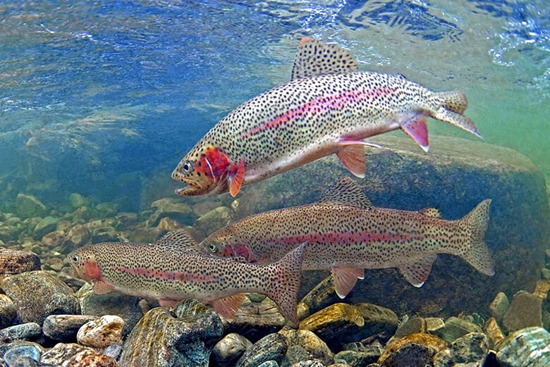 Home - Steelhead Society